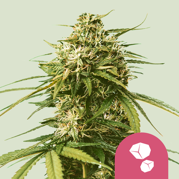 Royal Queen Seeds Cannabis Seeds Gushers Feminized 3 ks