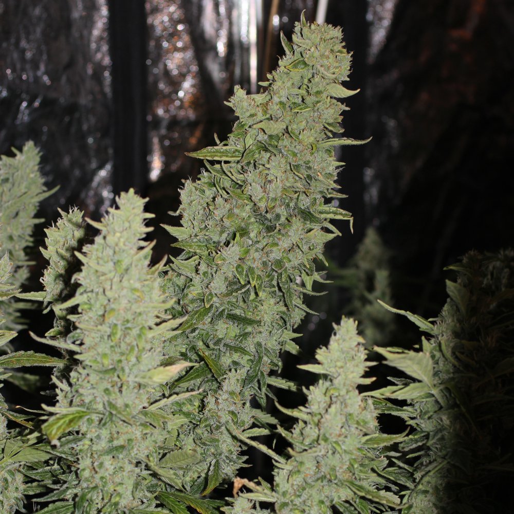 Doctor's Choice Seeds Niagara Auto Feminized 1 ks