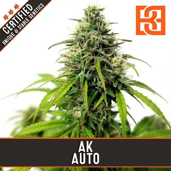 Blimburn Seeds Cannabis Seeds AK Auto 6 ks