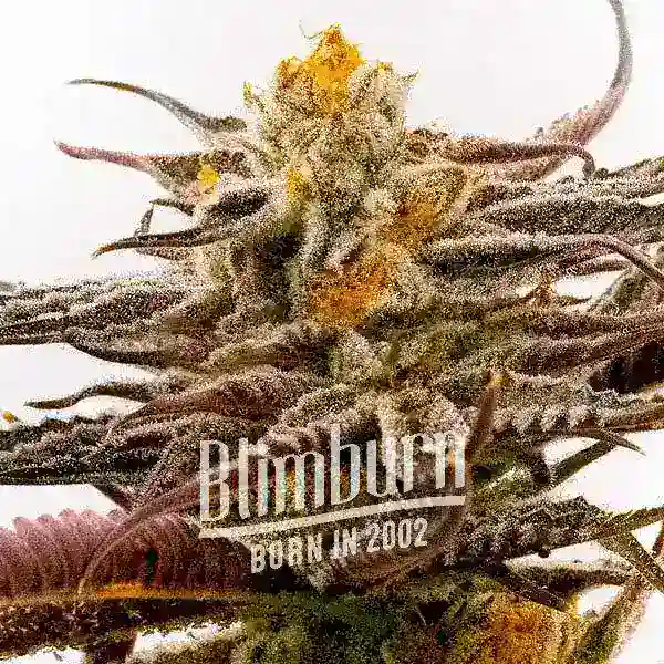 Blimburn Seeds Feminizované semená kanabisu Purple Star Killer 6 ks