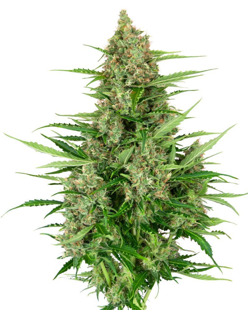 Sensi Seeds Cannabis Seeds Double Kush Cake Cake Automatic Feminized, 3-10 ks 3 ks