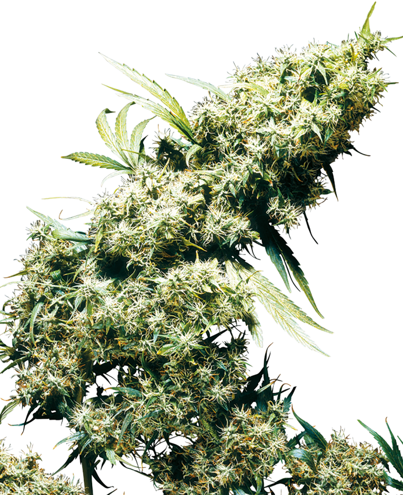 Sensi Seeds Cannabiszaden Jamaican Pearl® Gefeminiseerd, 3-10 stuks