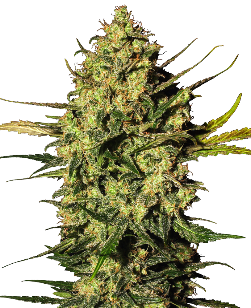 Sensi Seeds Cannabis Seeds Master Kush Automatic Feminized by White Label, 3-10 ks 10 ks
