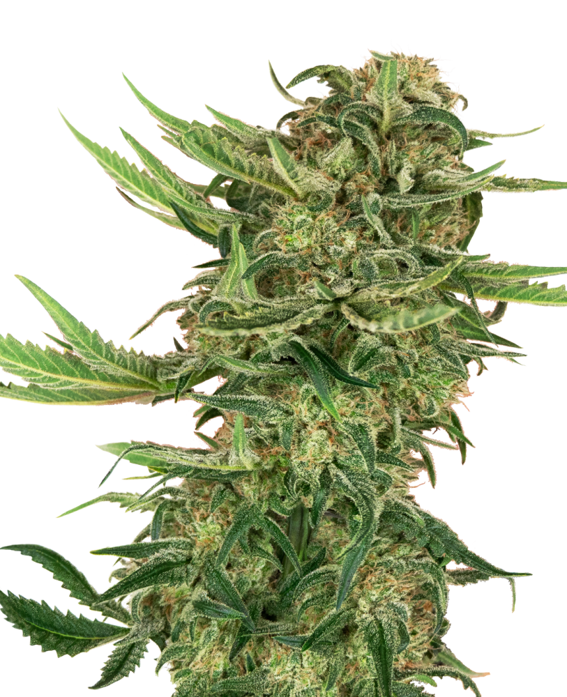 Sensi Seeds Feminizované semená kanabisu N13 Kush, 3-10 ks 3 ks