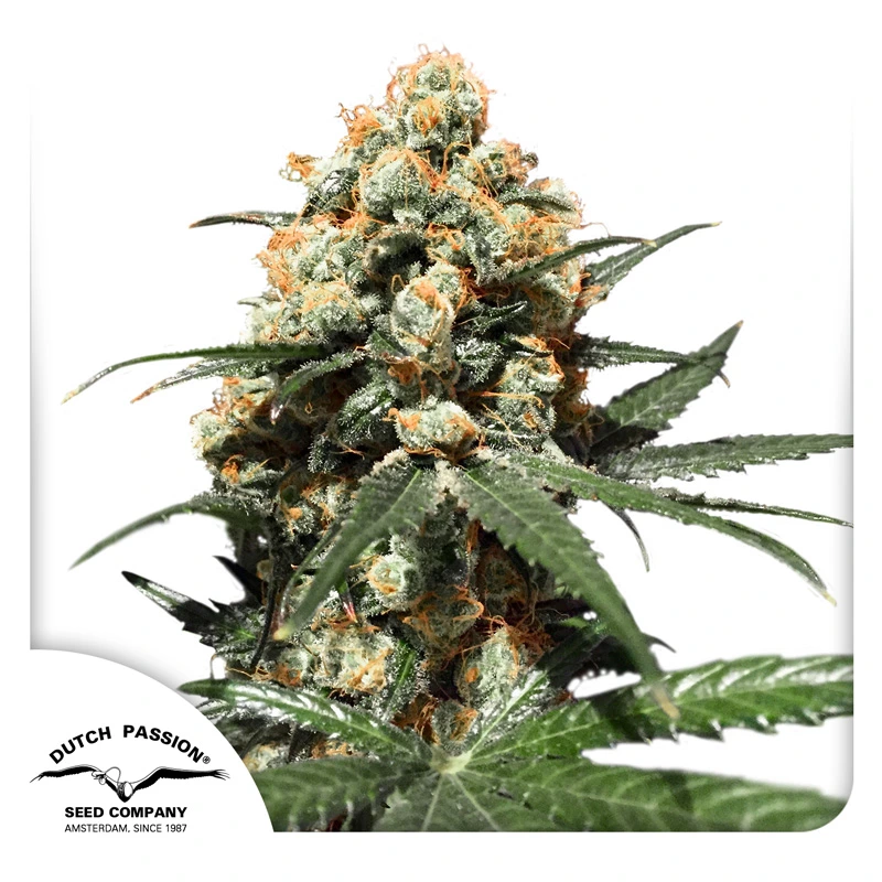 Dutch Passion Cannabiszaden Orange Hill Special® Gefeminiseerd
