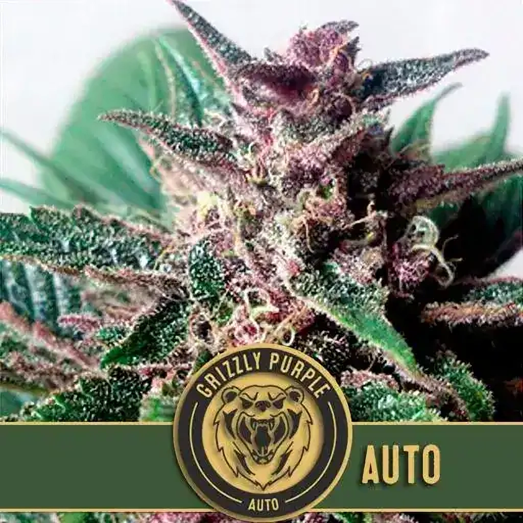 Blimburn Seeds Cannabis Seeds Grizzly Purple Auto 3 ks