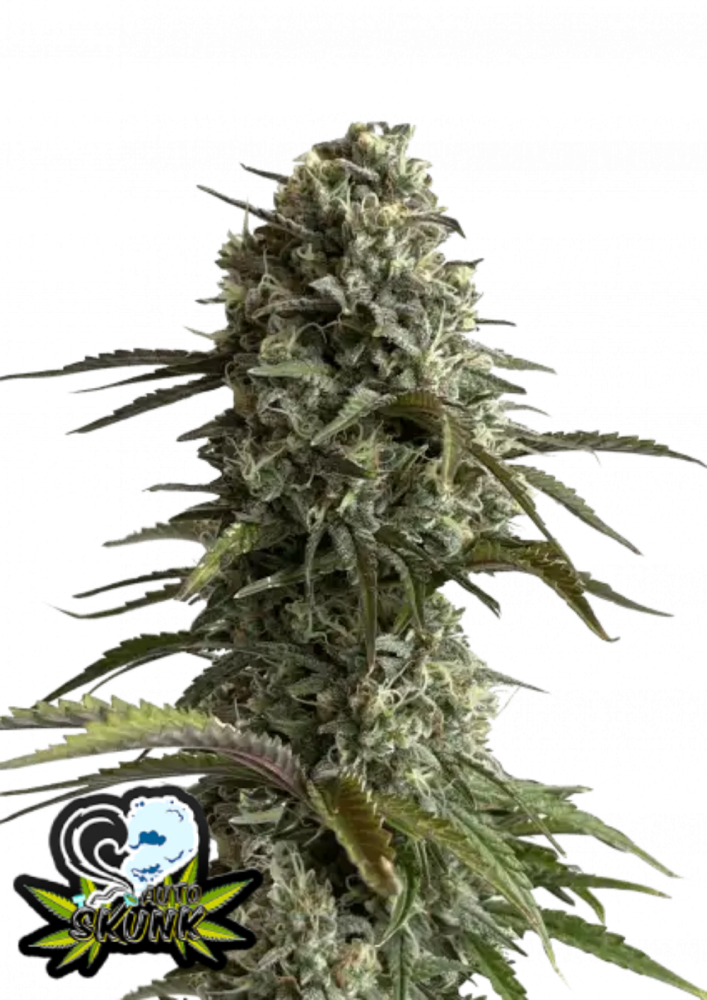 Fast Buds Cannabis Seeds Skunk Auto 1 ks