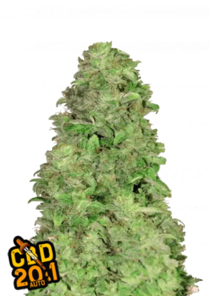Fast Buds Cannabis Seeds CBD 20:1 Auto 1 ks
