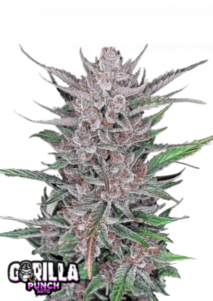 Fast Buds Cannabis Seeds Gorilla Punch Auto 5 ks