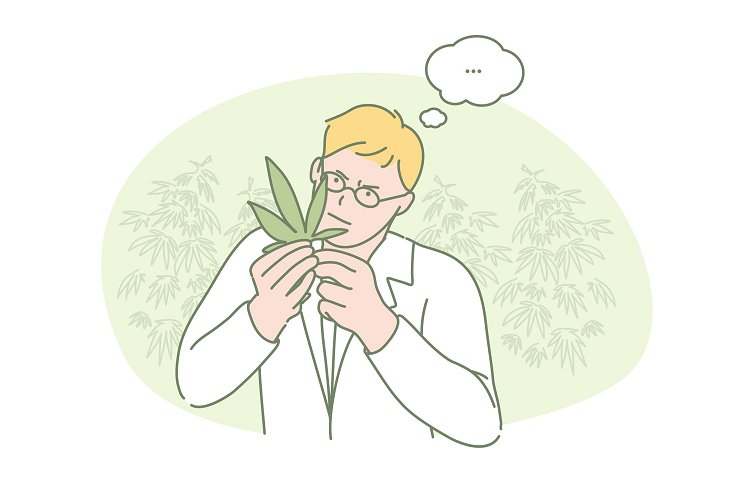 Illustration showing a man examining a cannabis leaf, which is 10-OH-HHCP