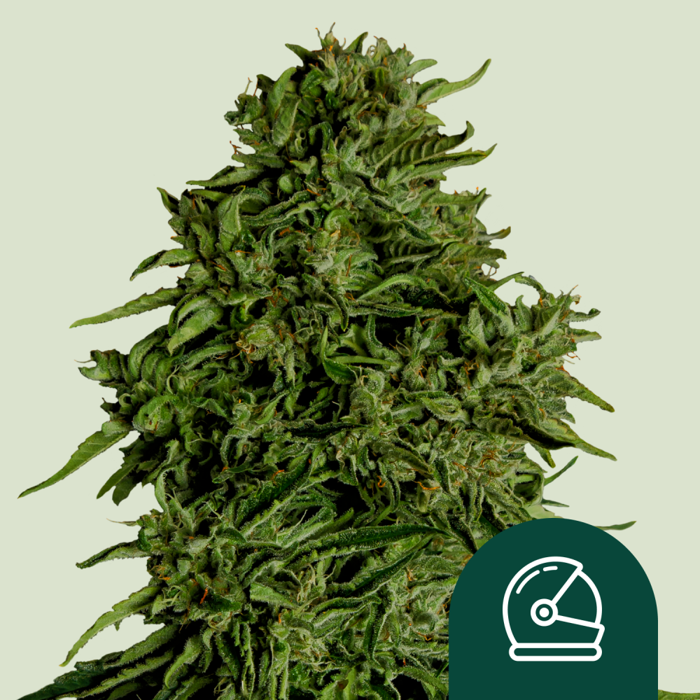 Royal Queen Seeds Cannabis Seeds Cosmos F1 Auto 1 ks