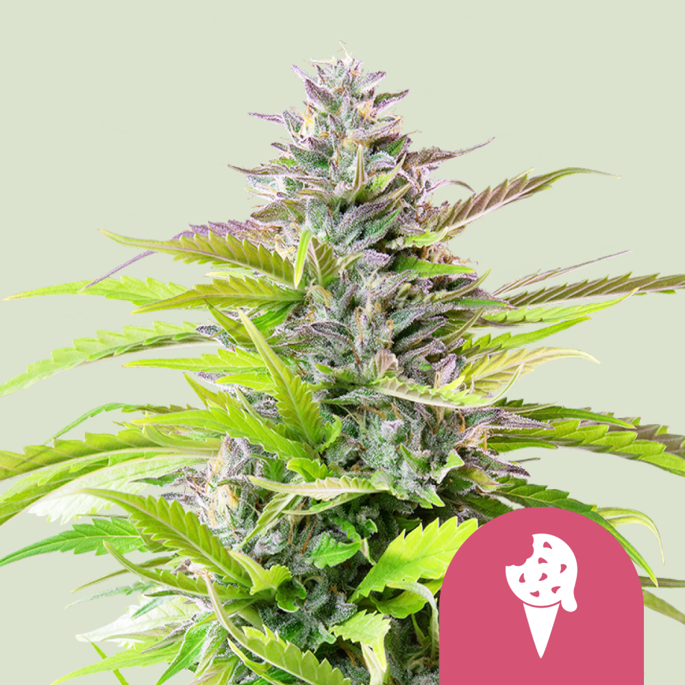 Royal Queen Seeds Cannabis Seeds Cookies Gelato Feminizované 3 ks