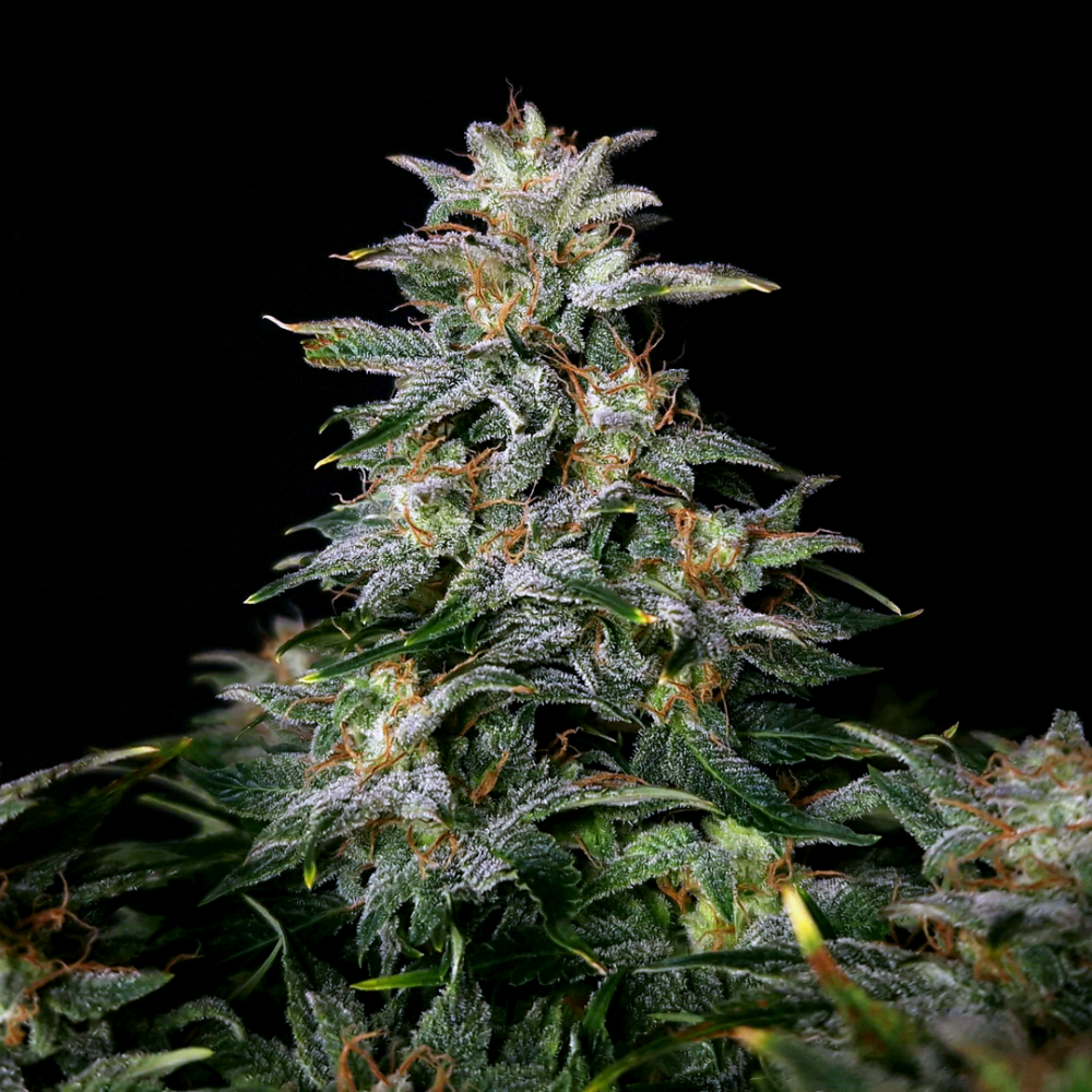 Doctor´s Choice Seeds Lowryder regular (IBL) Auto Regular 5 ks