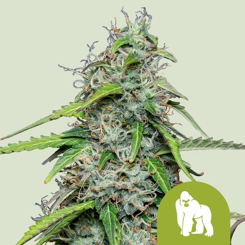 Royal Queen Seeds Cannabis Seeds Royal Gorilla Auto 5 ks