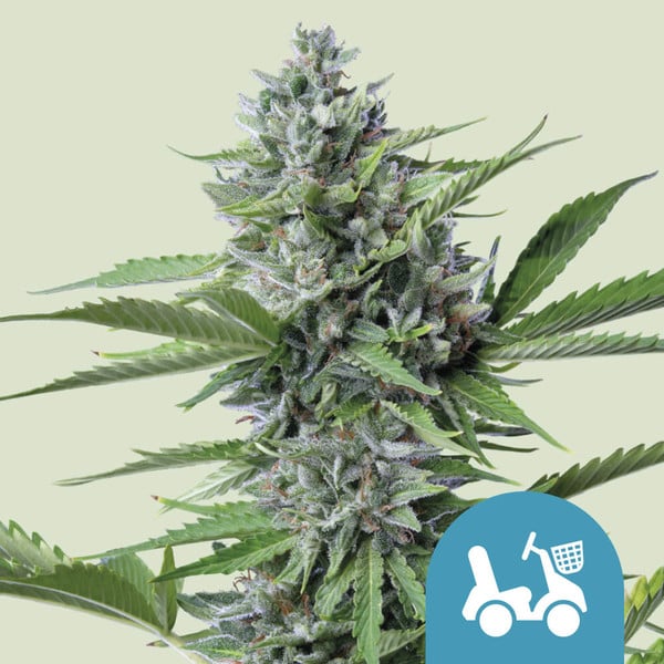 Royal Queen Seeds Cannabis Seeds Fast Eddy Auto (High CBD) 10 ks