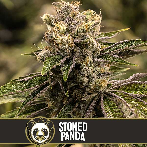 Blimburn Seeds Semená kanabisu Stoned Panda Feminized 6 ks