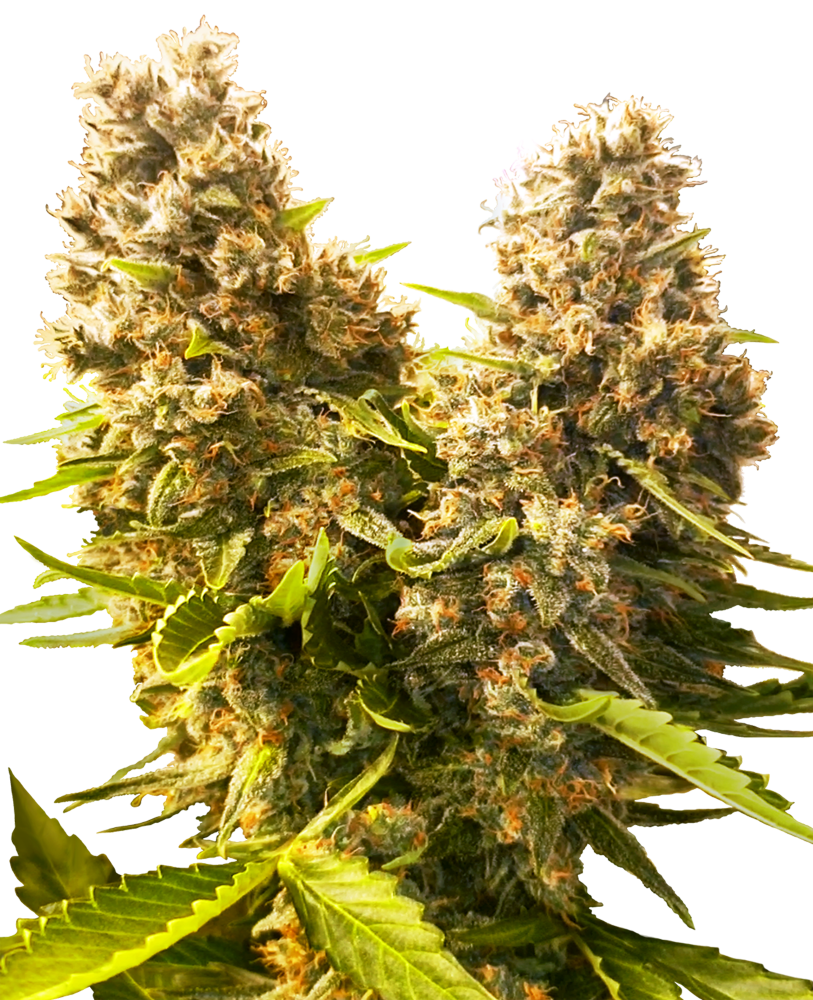 Sensi Seeds Cannabis Seeds Banana Kush Cake Automatic Feminized, 3-10 ks 3 ks