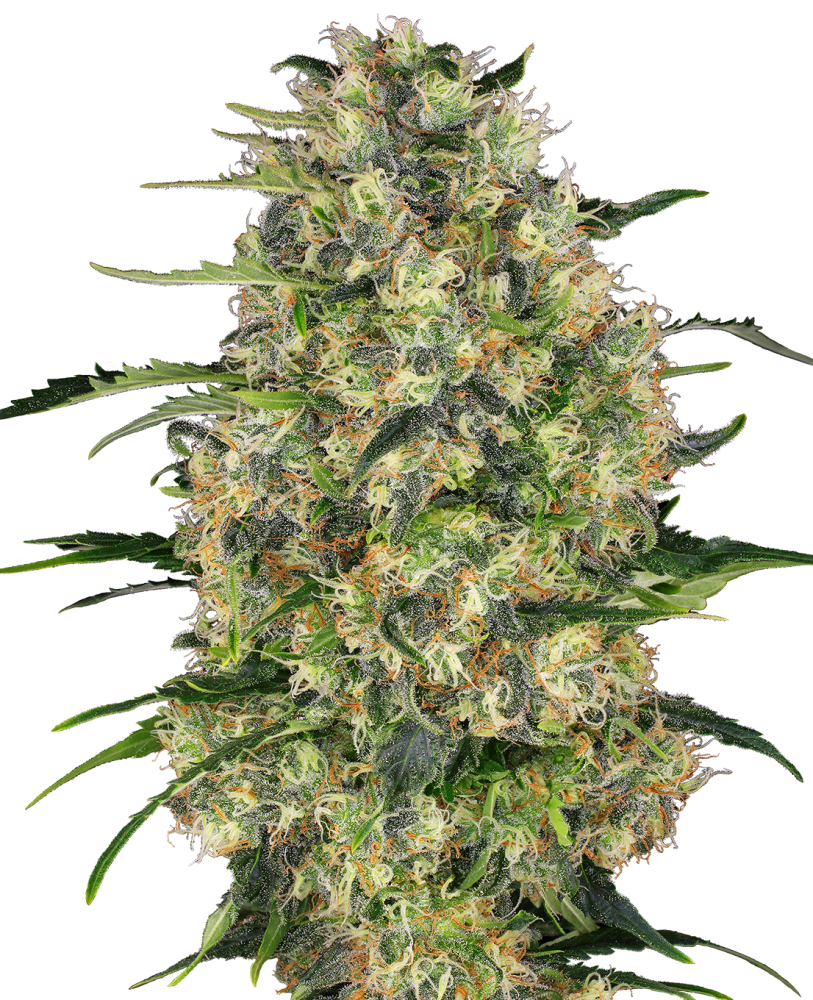 Sensi Seeds Semená kanabisu Black Domina® Feminized, 3-10 ks 3 ks