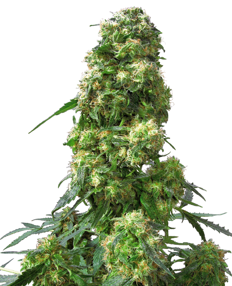 Sensi Seeds Feminizované semená kanabisu Early Skunk®, 3-25 ks 10 ks