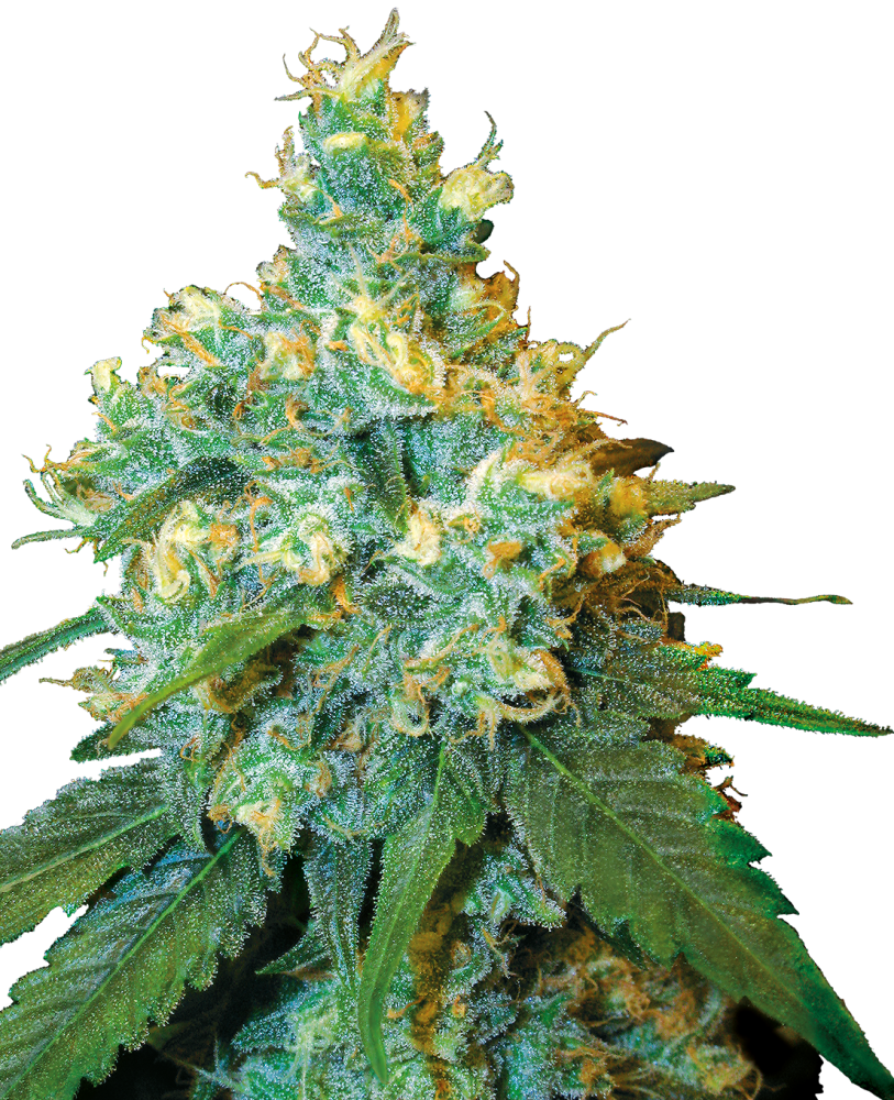 Sensi Seeds Semená kanabisu Jack Herer® Feminizované, 3-10 ks 3 ks