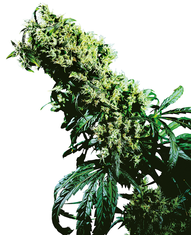 Sensi Seeds Cannabis Seeds Northern Lights #5 x Haze® Regular, 10 ks