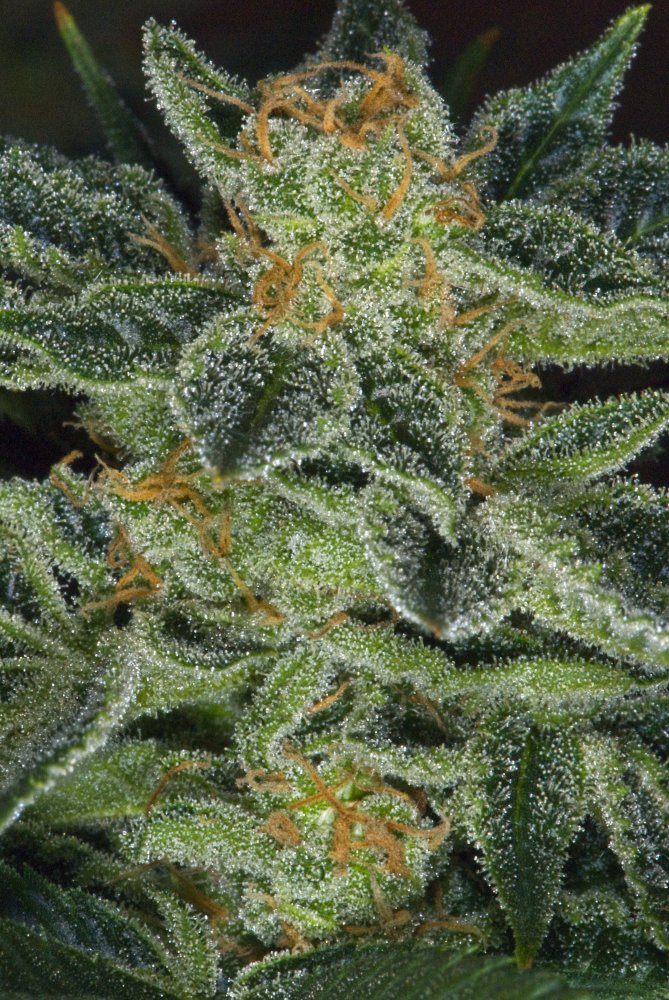 T.H.Seeds™ Cannabis Seeds Skunk XXX, rôzne balenia, bežné 5+1 ks