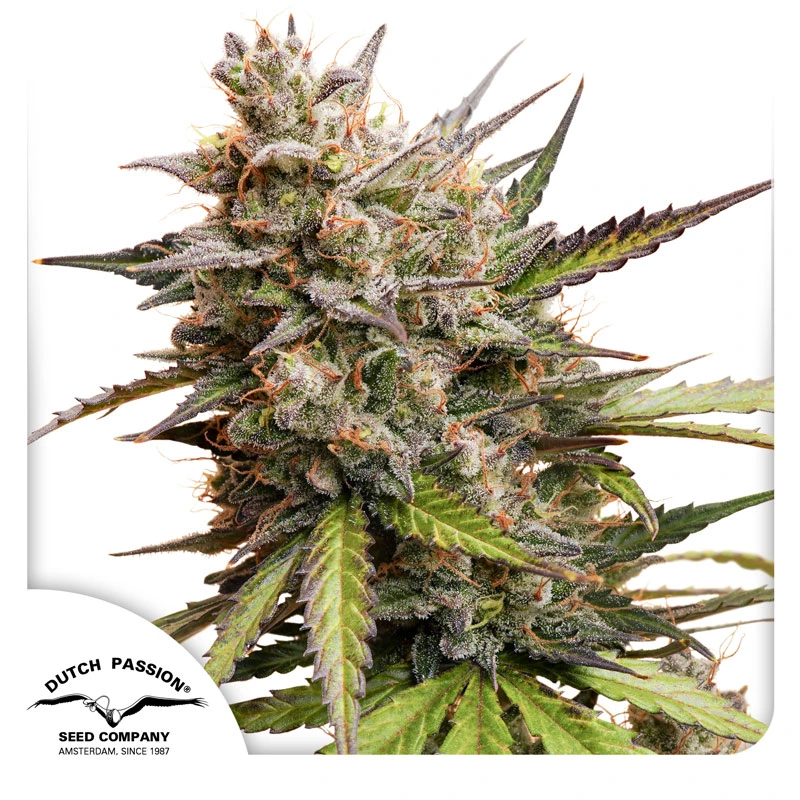 Dutch Passion Cannabiszaden Auto Melonade Runtz® Autoflowering