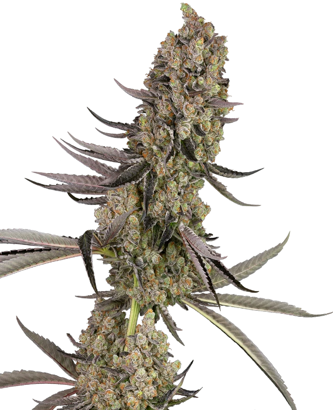 Sensi Seeds Cannabis Seeds Vlad the Inhaler Feminized 10+4 ks