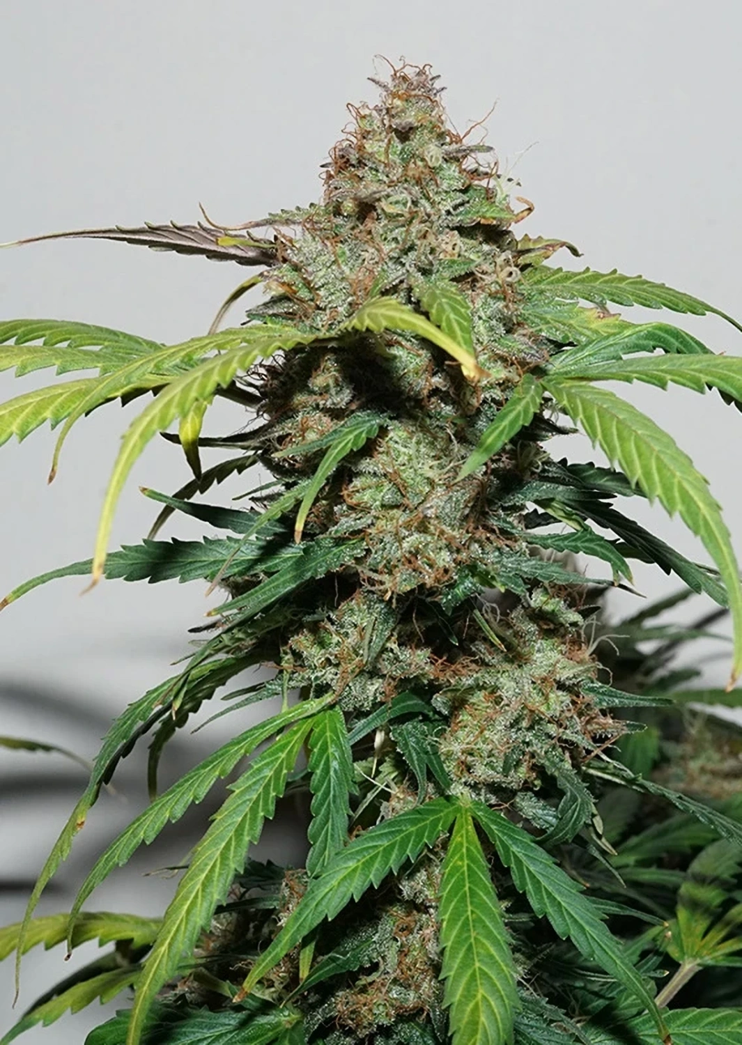 Dutch Passion Cannabiszaden Auto Kerosene Krash® Autoflowering