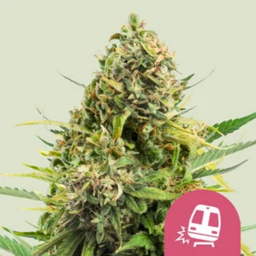 Royal Queen Seeds Cannabis Seeds Trainwreck Feminized 5 ks