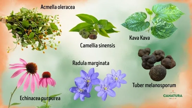 A collage of various plants – Acmella oleracea, Camellia sinensis, Kava Kava, Echinacea purpurea, Radula marginata, and the Tuber melanosporum