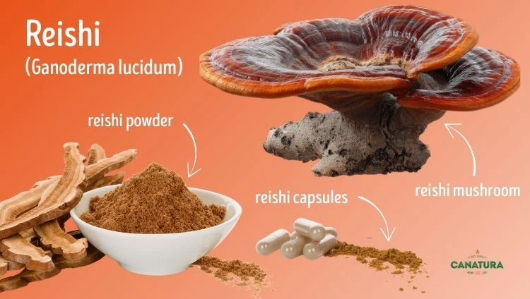 Reishi mushroom (Ganoderma lucidum), reishi powder and capsules, Canatura logo in the lower right corner