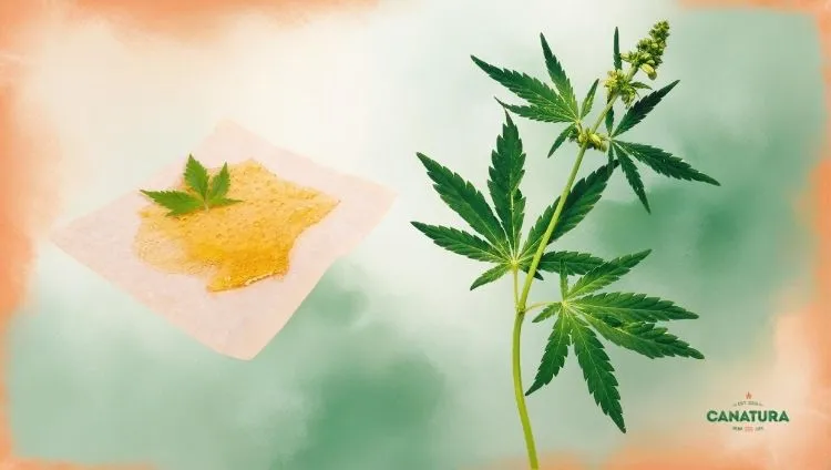 Resin extraction by pressing, live rosin on a sheet, cannabis leaf, Canatura logo in the bottom right
