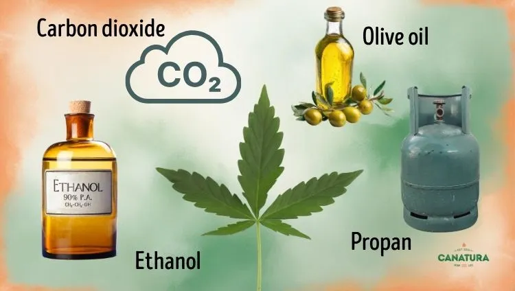 Solvent-based cannabis extraction methods, Canatura logo in the bottom right 