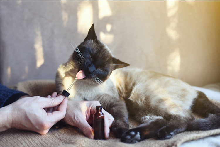 Cat licking a CBD drop dropper.