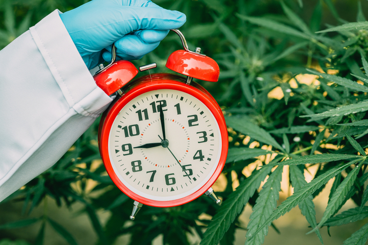"A researcher holding a red alarm clock next to cannabis plants — symbolizing the connection between cannabinoids, sleep cycles, and dream regulation."