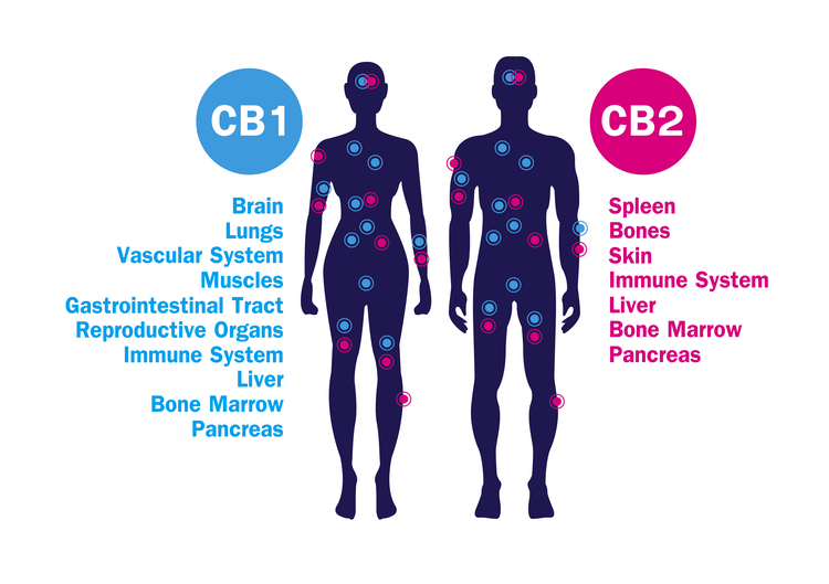 Description of CB1 and CB2 receptors in the human body