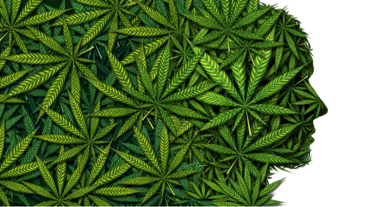 Cannabis leaves that transform into a human face