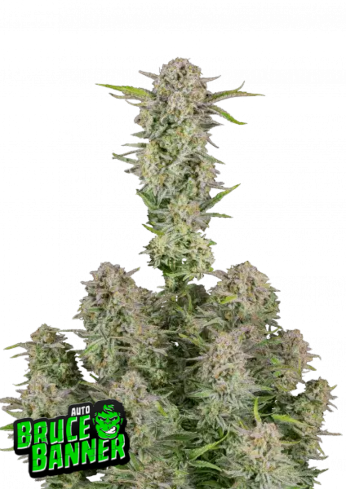Fast Buds Cannabis Seeds Bruce Banner Auto 1 ks