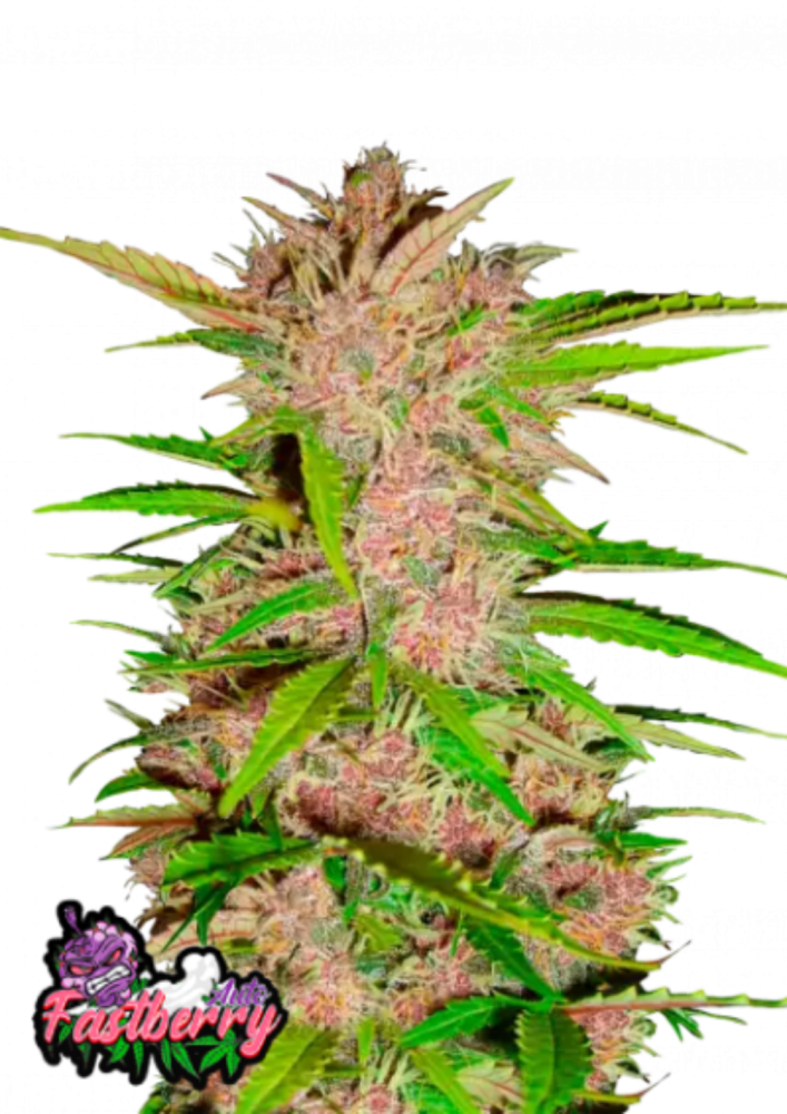 Fast Buds Cannabis Seeds Fastberry Auto 5 ks