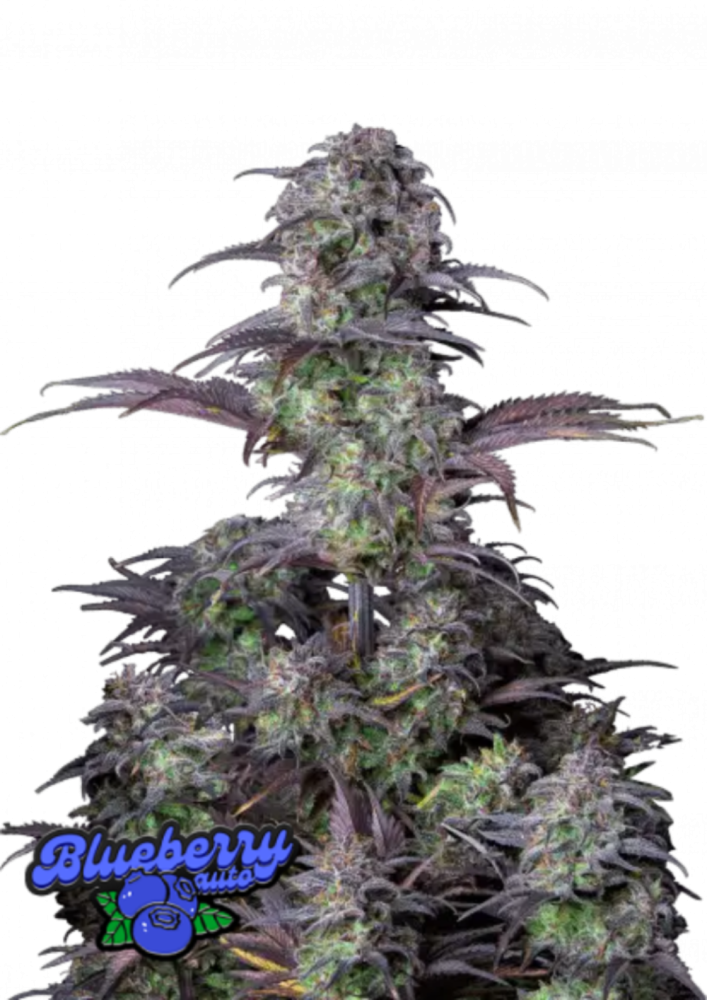 Fast Buds Cannabis Seeds Blueberry Auto 5 ks