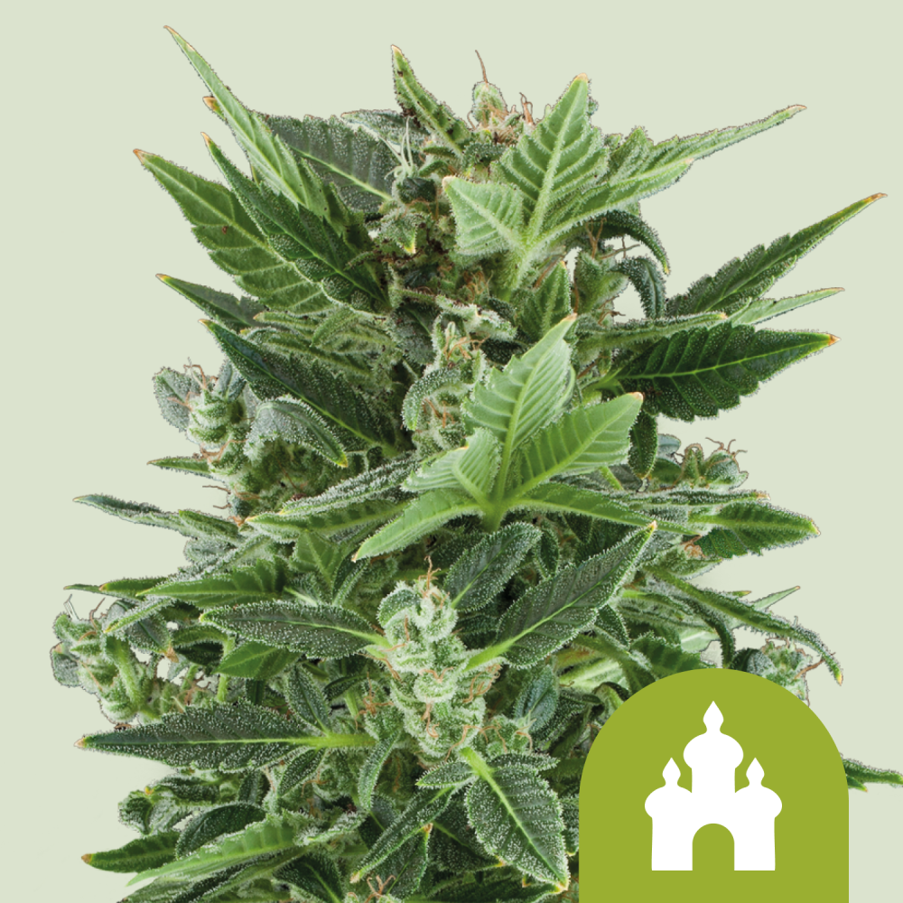 Royal Queen Seeds Cannabis Seeds Royal Kush Auto 3 ks