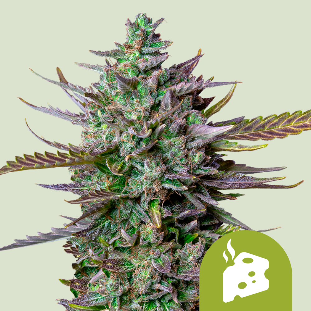 Royal Queen Seeds Cannabis Seeds Blue Cheese Auto 1 ks