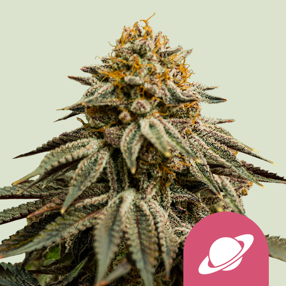 Royal Queen Seeds Cannabis Seeds Royal Skywalker Feminized 1 ks
