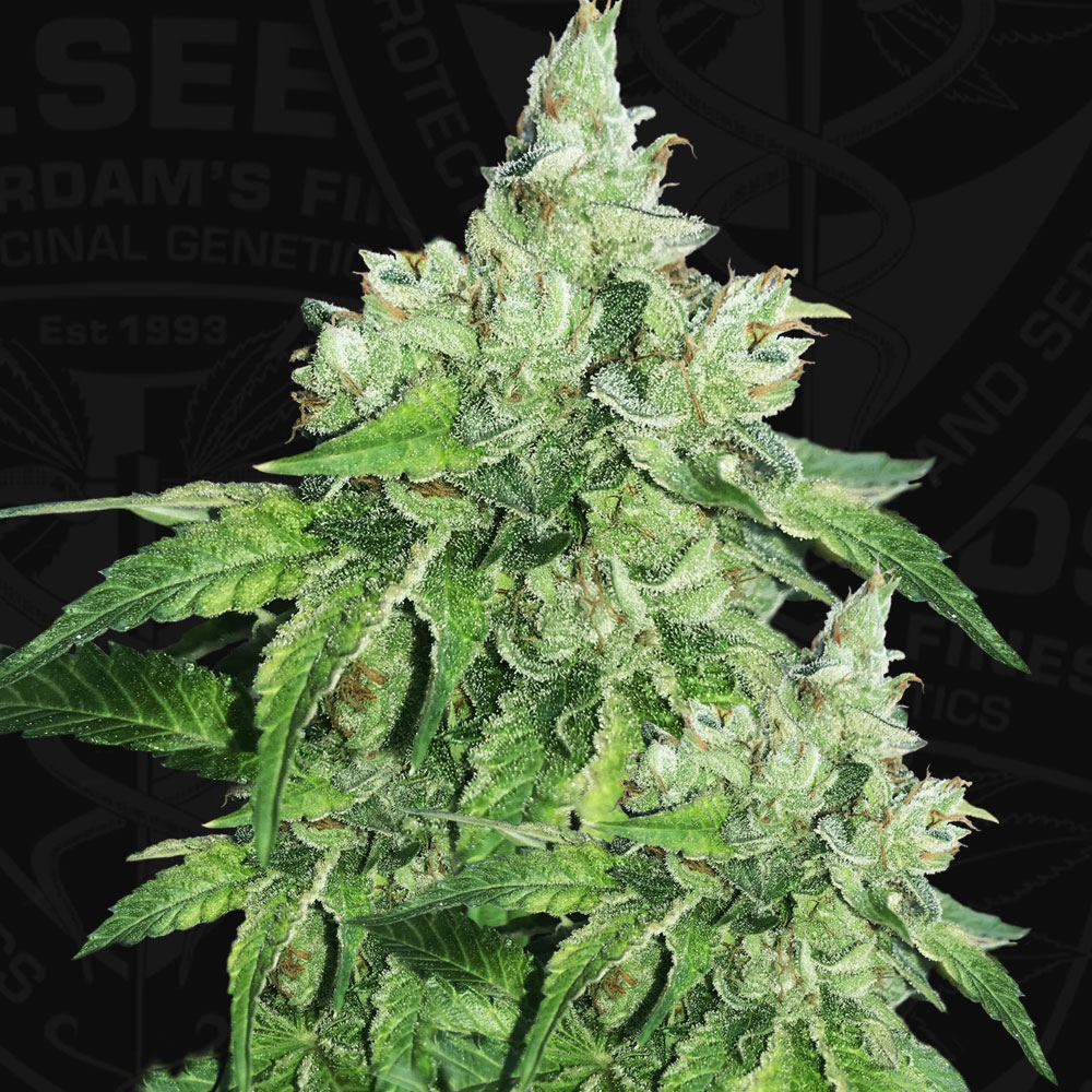 T.H.Seeds™ Semená kanabisu Citron Givré, rôzne balenie, feminizované 2 ks