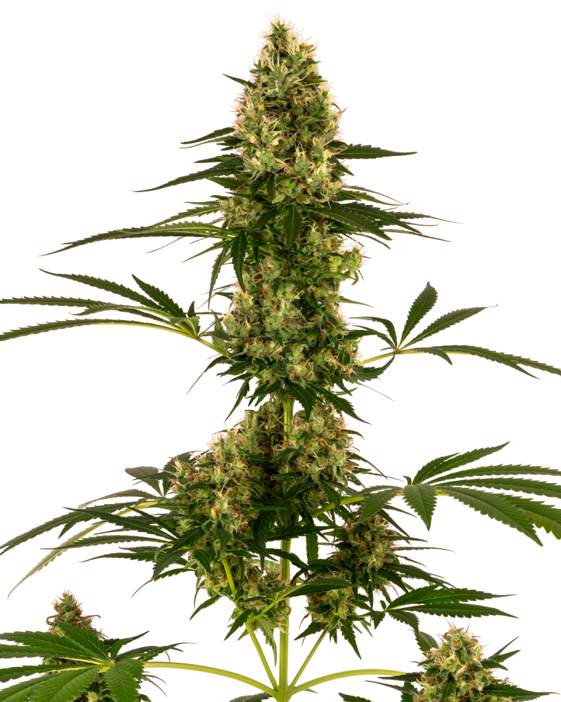 Sensi Seeds Cannabis Seeds Blue Bullet Automatic® Feminized, 3-10 ks 3 ks