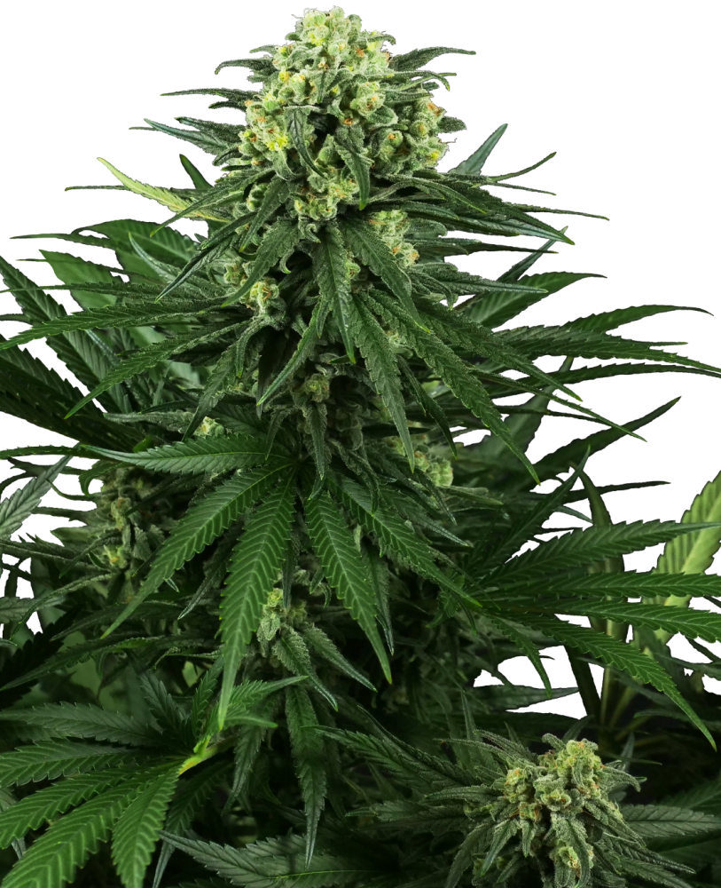 Sensi Seeds Semená kanabisu Honey Melon Kush Feminizované, 3-10 ks 3 ks