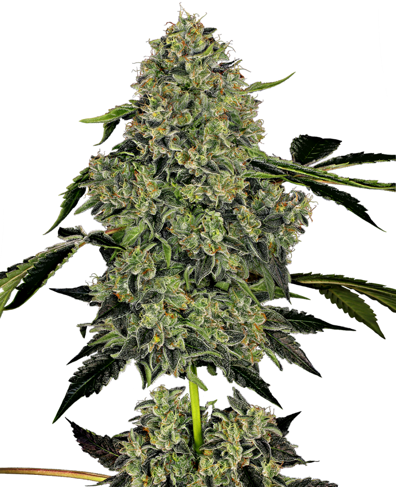 Sensi Seeds Cannabis Seeds OG Kush Automatic Feminized by White Label, 3-10 ks 10 ks