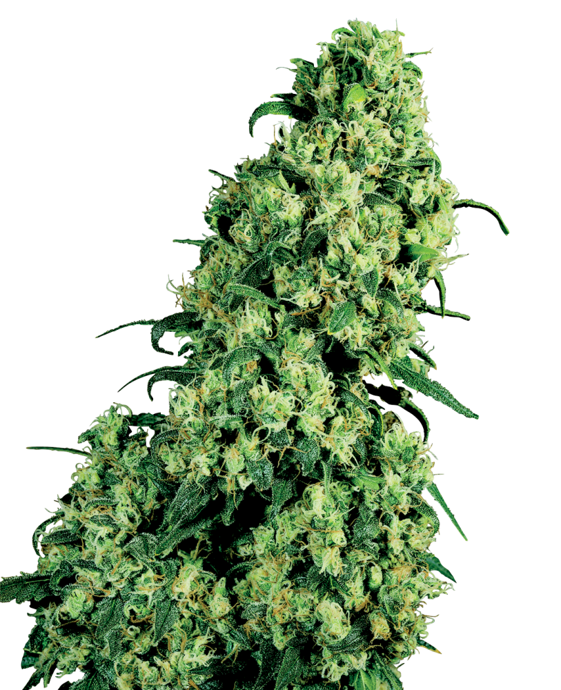 Sensi Seeds Cannabis Seeds Skunk #1 Feminized by White Label, 3-10 ks 10 ks