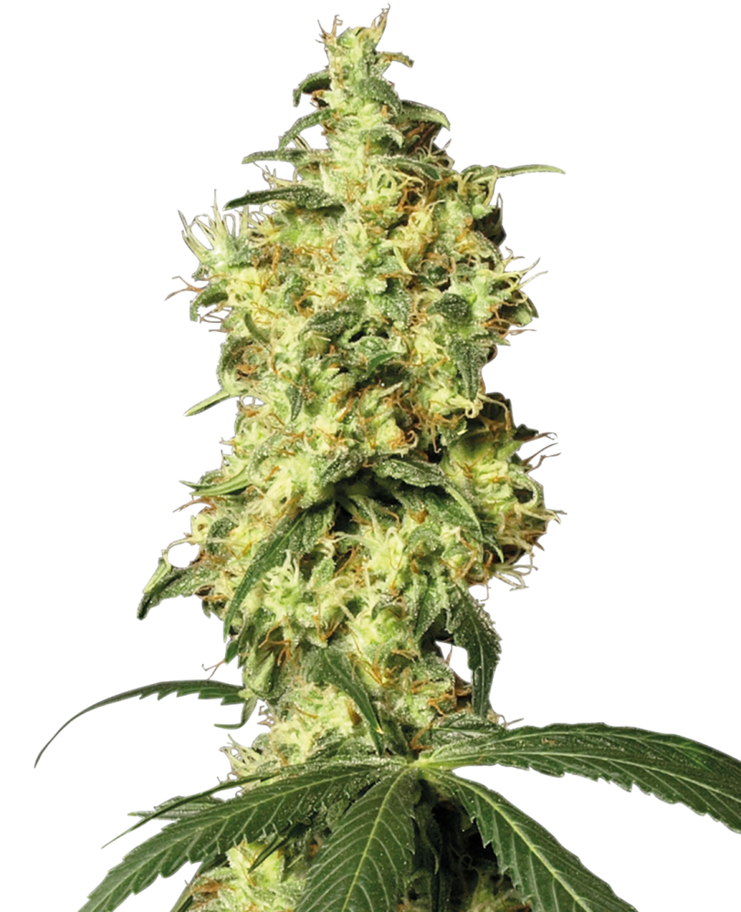 Sensi Seeds Cannabis Seeds White Widow Automatic Feminized by White Label, 3-10 ks 5 ks